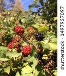 Blackberries A.k.a Trail Snacks....