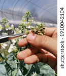 Small photo of Emasculation of Chinese kale flower by hand