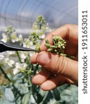 Small photo of Emasculation of Chinese kale flower by hand and forceps