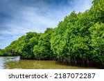 Pichavaram Mangrove Forests. The second largest Mangrove forest in the world, located near Chidambaram in Cuddalore District, Tamil Nadu, India