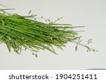 Poa, meadow-grass, bluegrass, tussock and speargrass. Poa is Greek for fodder. Poa are members of the subfamily Pooideae of the family poaceae. The genus poa includes both annual and perennial species