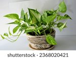 Small photo of Epipremnum aureum is a species of flowering plant in the arum family Aracear. The plant has a multitude of common names including golden pothos, Ceylon creeper, ivy arum, money plant and devil's ivy.