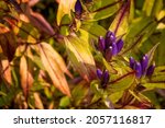Small photo of Closed Bottle Gentian wildflower at Grayson Highlands State Park in Virgina's Highlands near Mount Rogers and White top Mountains.