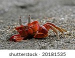 Small photo of Red ghost crab Ocypode species. The ghost crab deserved its name by its speeds. When it spots an enemy or threat it'ill dive into its hole in the sand swifter then the light.
