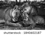 Wild Lion Family Okavongo Delta ...