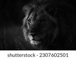 A male lion is seen in okavango ...
