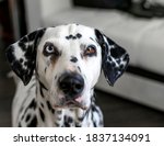 Dalmatian Dog. Dalmatian With...