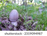 Small photo of Amanita vaginata, known as grisette, edible wild mushroom fom amanitaceae fungus family.