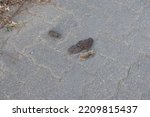Small photo of a dead mouse lies on the cobblestones next to the dog turd