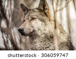 Wolf Wild Gray Dog Thick Forest ...