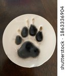 Small photo of Pawprint of a little miniature Dachshund.