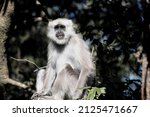 Small photo of Common langur monkey in India, Hanuman langur monkey