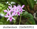 Dendrobium Is A Genus Of Mostly ...