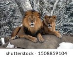 Male And Female Lions In The...