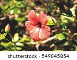 hibiskus bl    te hibiscus rosa ... | Shutterstock . vector #549845854