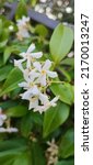 Small photo of Trachelospermum jasminoides is a species of flowering plant in the family Apocynaceae, native to east. and southeast. Asia (Japan, Korea, southern China and Vietnam).Common name confederate jasmine