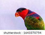 Lory Parrot  Lorius Lory  On...