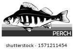 Perch Common Fish. Predatory...