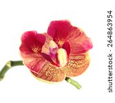 Red Orchid Flower Isolated On...