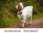 Funny Pet Baby Goat Animal On...