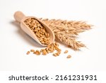 Wheat grain in wooden scoop and ...