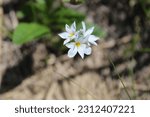 Blue Eyed Grass Wildflowers At...