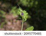 Small photo of Vicia barbazitae, Vicia laeta, Fabaceae. Wild plant shot in spring.