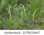 Small photo of Botrychium lunaria, Moonwort, Ophioglossaceae. Wild plant shot in summer.