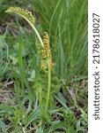 Small photo of Botrychium lunaria, Moonwort, Ophioglossaceae. Wild plant shot in summer.