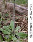 Small photo of Arabidopsis thaliana, Thale cress, Brassicaceae. Wild plant shot in spring.