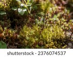 Small photo of mosses and peat mosses in wilde