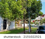 Small photo of The Filicium decipiens, called the ferntree, fern tree or fern leaf tree is planted as an ornamental tree by National Parks Board (NParks) in parks in Singapore. Its leaves look like ferns.