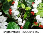 The Bleeding Heart Vine (Clerodendrum thomsoniae) is an attractive plant as it has dazzling crimson and white blooms and shiny green foliage. They bloom well in direct sunlight.