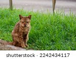 Small photo of If the left ear tip of a stray or feral cat in Singapore has been cut off, this suggest that the cat has been spayed or neutered, as part of the TNR (Trap-Neuter-Release) policy of the government.