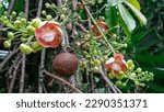 The Cannon ball Tree has thick long stalks of large flowers 12 cm across and large rounded fruits that look like cannon balls growing along its trunk instead of branches. It is an ornamental tree.  