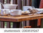 Small photo of An opportunistic Eurasian Sparrow (Passer montanus) eats the leftover fruits on a plate from the breakfast of a diner who has vacated the table in the Bintan Residence hotel in Bintan Island.