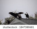Turkey Vultures Wings Spread To ...
