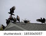 Vultures Takeover A Rooftop ...