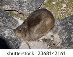 Small photo of Rock Rabbit (aka Rock Hyrax or Dassie) on Table Mountain in Cape Town