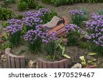 Flowerbed With Purple Bulbs Of...