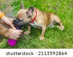 Small photo of French Bulldog drinks water from Pet Drinker, Portable Dog Bowl Pet Drinker Travel Dog Water Bottle