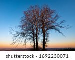 Small photo of Family group of free standing beech trees at colorful sunset on a spring evening near Neuenrade and Altena Sauerland Germany with sky color gradient and great ramification