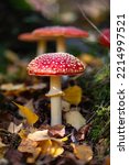 Amanita Muscaria Or  Fly Agaric ...