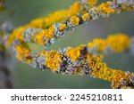Small photo of Orange lichen, yellow scale, maritime sunburst lichen or shore lichen (Xanthoria parietina) is a foliose or leafy lichen. Intensive color of structures on twigs of a tree, details in macro close up.