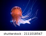 Chrysaora pacifica is a common free-floating sea nettle that lives in the southwest Pacific Ocean around Japan , and is commonly known as the Japanese Sea Nettle