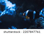 Black and white clownfish (percula clownfish,clown anemonefish, anemonefishes). Amphiprion percula a popular aquarium fish.
