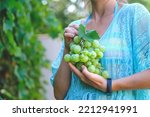 woman holding grapes. young woman bites off from grape bunches, against summer green background 