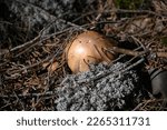 A Brown Mushroom Cap Emerges...