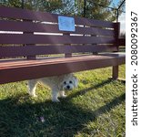 Small photo of DUBUQUE, IOWA, November 24, 2021–Closeup photo of adorable white teddy bear puppy hiding under a wooden bench while playing in Dubuque County Humane Society Dog Park on sunny Fall day.