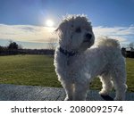 Small photo of DUBUQUE, IOWA, November 24, 2021–Closeup photo of adorable white teddy bear puppy looking into the distance while crossing the bridge in Dubuque County Humane Society Dog Park on sunny Fall day.